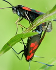 zygène papillon noir et rouge