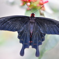Papilio Cresponthes JVA_0271.jpg