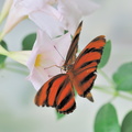 Papillon noir et rouge JVA_0639.jpg