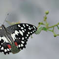 Papilio Demoleus JVA_1014.jpg