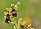Ophrys Mouche - Ophrys insectifera