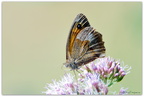 réserve naturelles des sept collines Montenach (F) - papillons