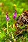 20240409 Orchidées sauvages Montenach(F) - orchis mâle